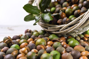 Macadamia fıstığı hasat yakın çekim