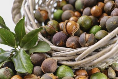 Macadamia fıstığı hasat yakın çekim