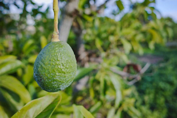 Yeşil olgun Avokado ağacı, avokado çiftlikte - sağlıklı gıda