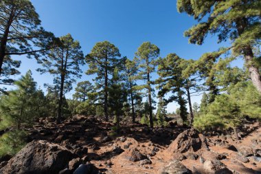 Teide Milli Parkı, Tenerife - en muhteşem seyahat hedef