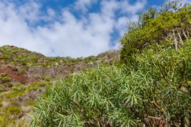 Yol Tf-12 Anaga kırsal Park - Tenerife eski orman ile zirveleri