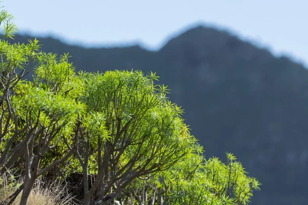 Planta Siempre Verde Que Crece Sin Agua Campo Lava Vulcanica — Foto de Stock