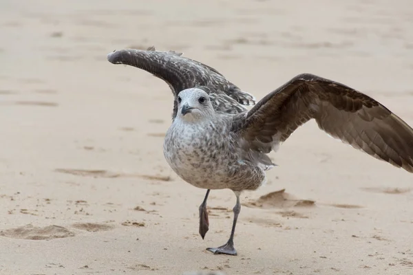 Gabbiano Uccello Sulla Spiaggia Sabbia Gialla Vicino — Foto Stock