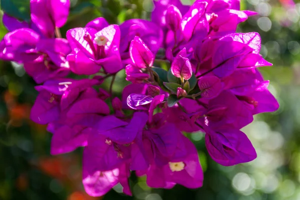 Luminoso viola Bougainvillea fiori delle piante da vicino — Foto Stock