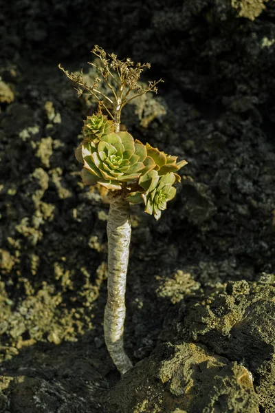 Vulcanic 용암 필드, 테네리페 섬에 성장 하는 적-녹색 식물 — 스톡 사진