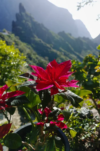 Bela natureza em Masca Village, Tenerife - paraíso tropical — Fotografia de Stock