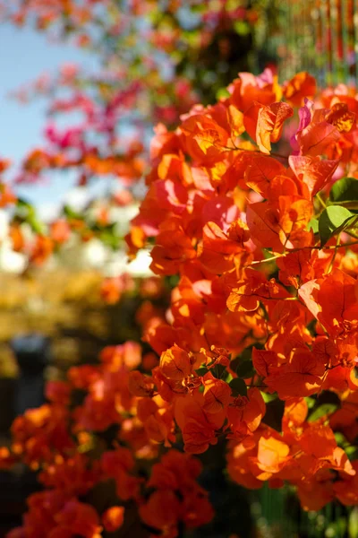 Naranja brillante Bougainvillea planta flores —  Fotos de Stock