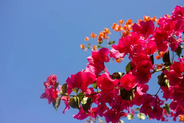 Jasne różowe kwiaty roślin Bougainvillea — Zdjęcie stockowe