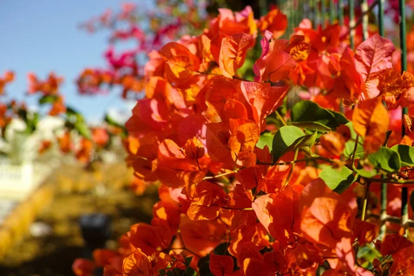 Laranja brilhante Bougainvillea flores da planta — Fotografia de Stock