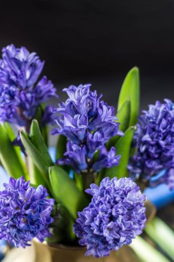 İlk Bahar çiçek - mavi sümbül pirinç vazo kopya alanı içinde