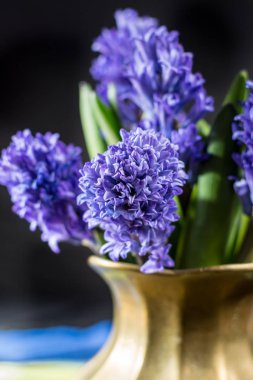 İlk Bahar çiçek - mavi sümbül pirinç vazoda