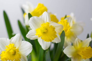 Narcissus - bahar sarı-beyaz çiçek