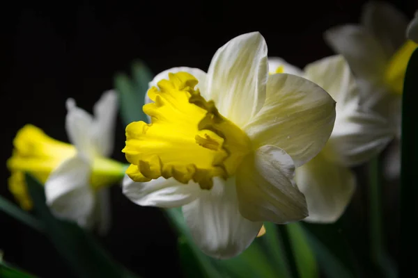 水仙-春黄白色花 — 图库照片