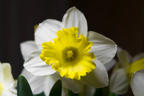 Narciso - flor amarillo-blanca de primavera — Foto de Stock