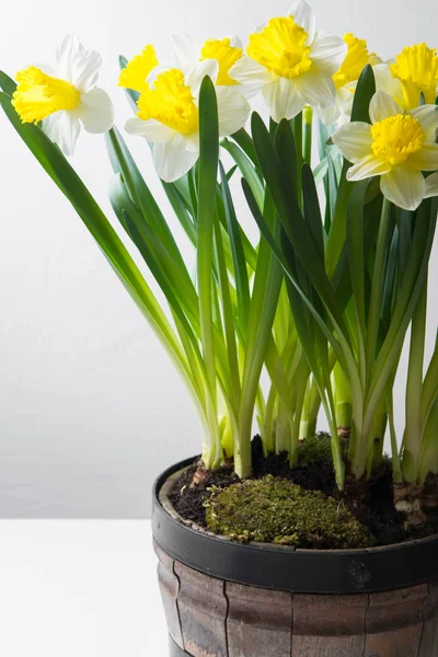 Narcissus - bahar sarı-beyaz çiçek — Stok fotoğraf