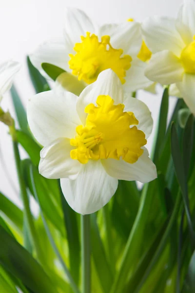 Narciso - flor amarillo-blanca de primavera — Foto de Stock