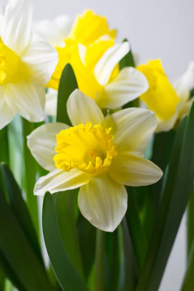 Narciso Flor Jardín Amarillo Blanco Primavera — Foto de Stock