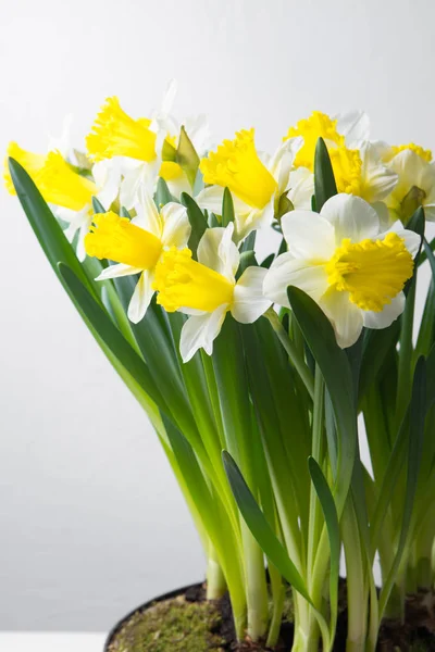 Narcissus - spring yellow-white flower — Stock Photo, Image