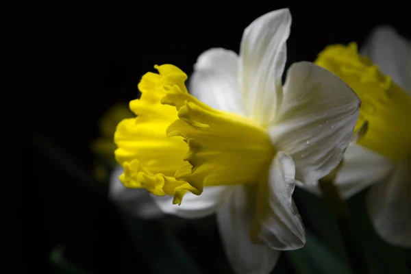 水仙-春花黄色白色黑色 — 图库照片
