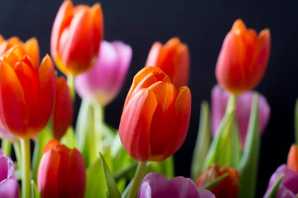 Tulipas. Belo buquê de tulipas coloridas primavera . — Fotografia de Stock