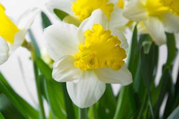 Нарцисс - весенний желто-белый цветок — стоковое фото