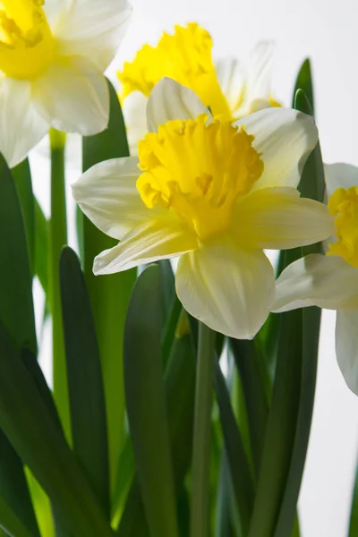 Narciso - flor amarillo-blanca de primavera — Foto de Stock