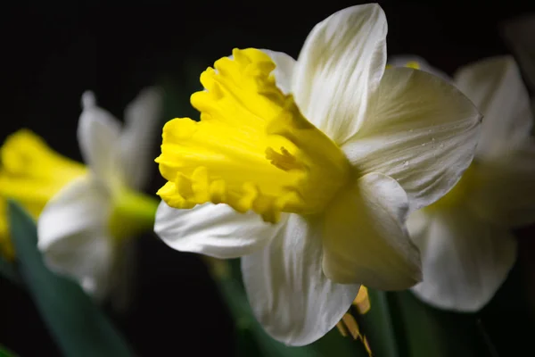 Narzisse - Frühling gelb-weiße Blume — Stockfoto