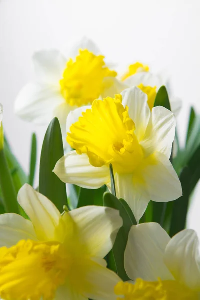 水仙-春黄白色花 — 图库照片