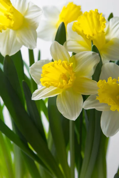 Narciso - flor amarillo-blanca de primavera — Foto de Stock