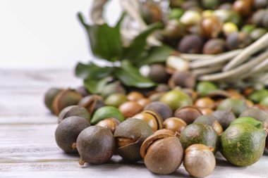 Macadamia fındık kabuğu - lezzetli pahalı yağ fındık 