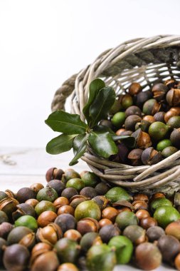 Macadamia fındık kabuğu - lezzetli pahalı yağ fındık 