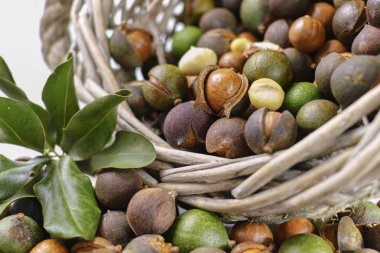 Macadamia fındık kabuğu - lezzetli pahalı yağ fındık 