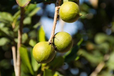 Macadamia fındık yaprak dökmeyen ağaç - pahalı yağ fındık 