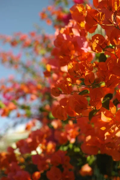 Laranja brilhante Bougainvillea flores da planta — Fotografia de Stock