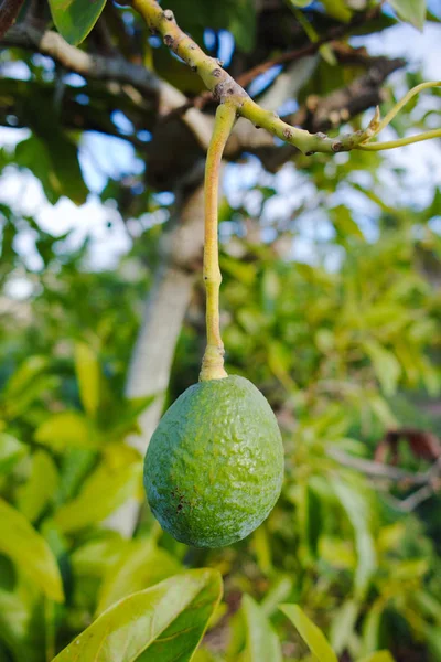 Avocado verde maturo sull'albero, piantagione di avocado — Foto Stock