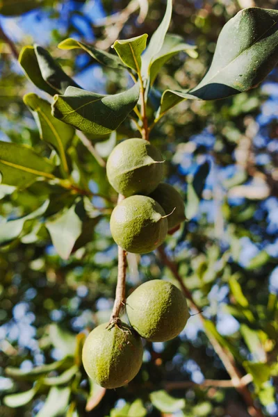 Las nueces de macadamia en el árbol de hoja perenne - las nueces gordas caras — Foto de Stock