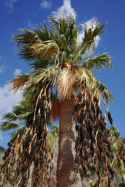 Palmiers sur la plage tropicale Teresitas, Tenerife, Îles Canaries — Photo