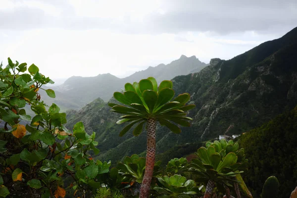 Road TF-12 in Anaga Rural Park - peaks with ancient forest on Te — Stock Photo, Image