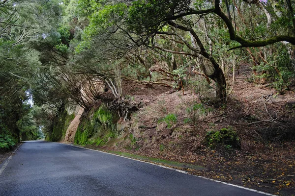 Route TF-12 dans le parc rural d'Anaga - forêt ancienne sur Tenerife, Can — Photo