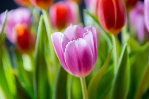 Tulipas. Belo buquê de tulipas coloridas primavera . — Fotografia de Stock