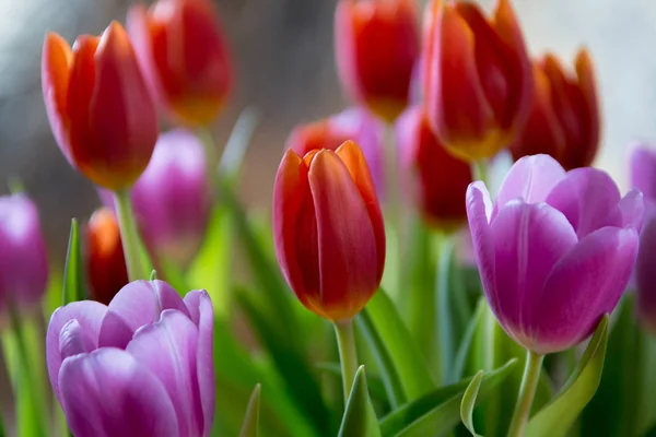 Tulpen. schöner Strauß bunter Frühlingstulpen. — Stockfoto