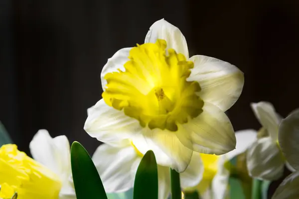 黄色白色花园春花 — 图库照片