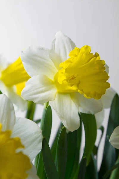 Narciso - flor amarillo-blanca de primavera — Foto de Stock
