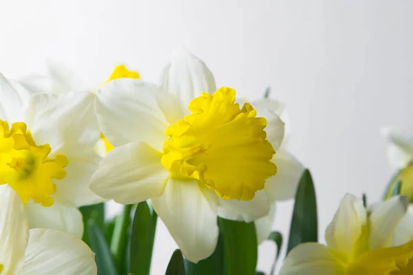 Нарцисс - весенний желто-белый цветок, пространство для копирования — стоковое фото