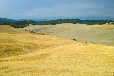Hasat alanları ve mavi gökyüzü 