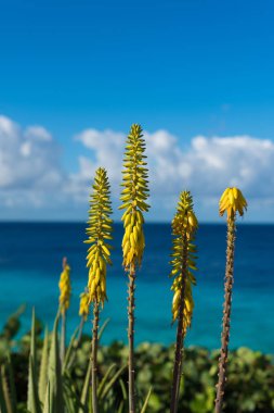 Aloe vera bitki ve mavi deniz, Curacao çiçek açması, sarı çiçekler