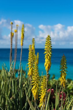 Aloe vera bitki ve mavi deniz, Curacao çiçek açması, sarı çiçekler