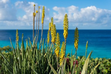 Aloe vera bitki ve mavi deniz, Curacao çiçek açması, sarı çiçekler
