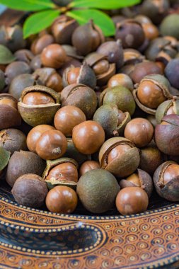 Macadamia fıstığı hasat yakın çekim