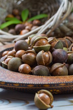 Macadamia fıstığı hasat yakın çekim